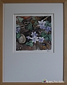 VBS_1749 - Castello di Miradolo - Mostra Oltre il giardino l'Abbecedario di paolo Pejrone